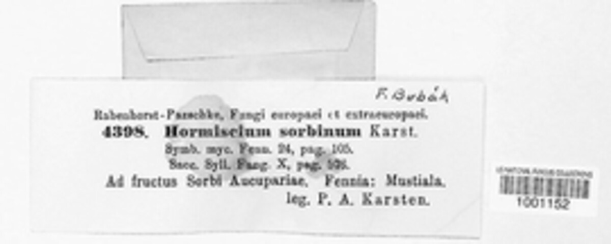 Fumago sorbina image